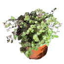 Callisia Repens 10 cm Natural CT13