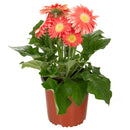 Gerbera 20 cm Natural CT15