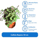 Callisia Repens 10 cm Natural CT13