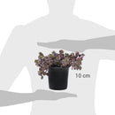 Sedum Natural