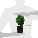 Arbusto Boj Bola Natural 20 cm