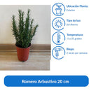 Romero Arbustivo 20 cm Natural CT15