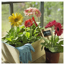 Gerbera 20 cm Natural CT15