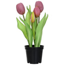 Tulipan Rosado 8 Cm Rosado