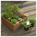 Petunia 10 cm Natural CT10