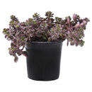 Sedum Natural