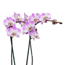 Orquidea Phalaenopsis 65 cm Natural CT