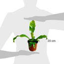 Nidus Asplenium 20 cm Natural CT13