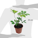 Schefflera 25 cm Natural CT14