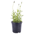 Lavanda Francesa 30 cm Natural CT14