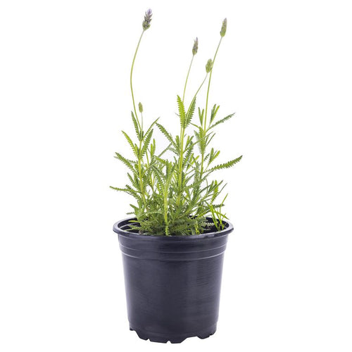 Lavanda Francesa 30 cm Natural CT14